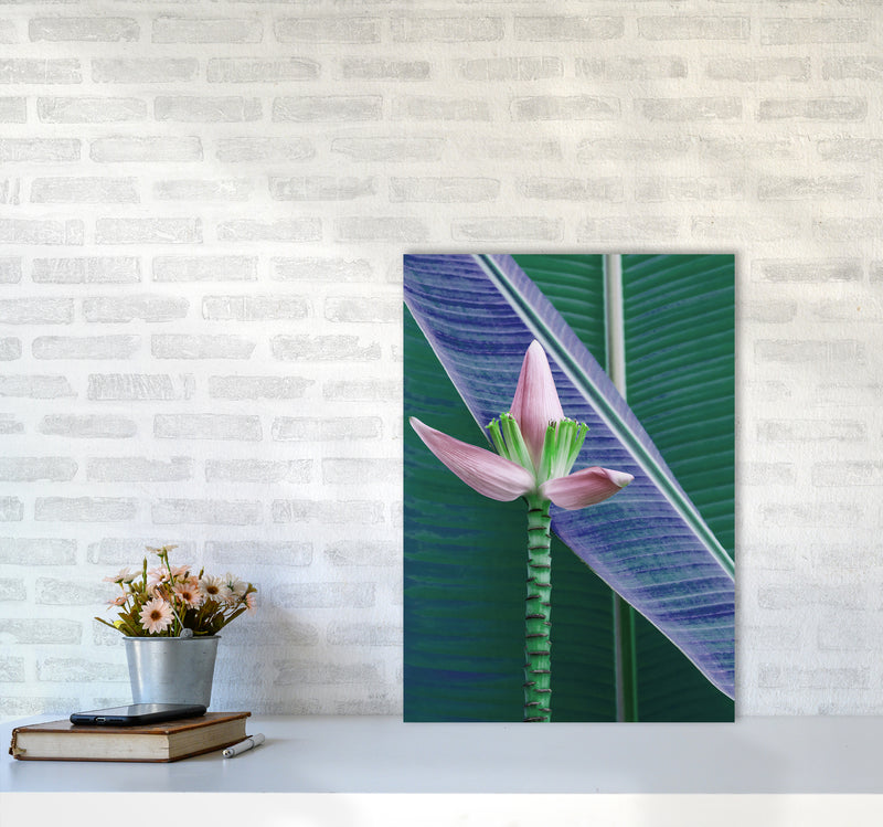 The Banana Flower Art Print by Seven Trees Design A2 Black Frame