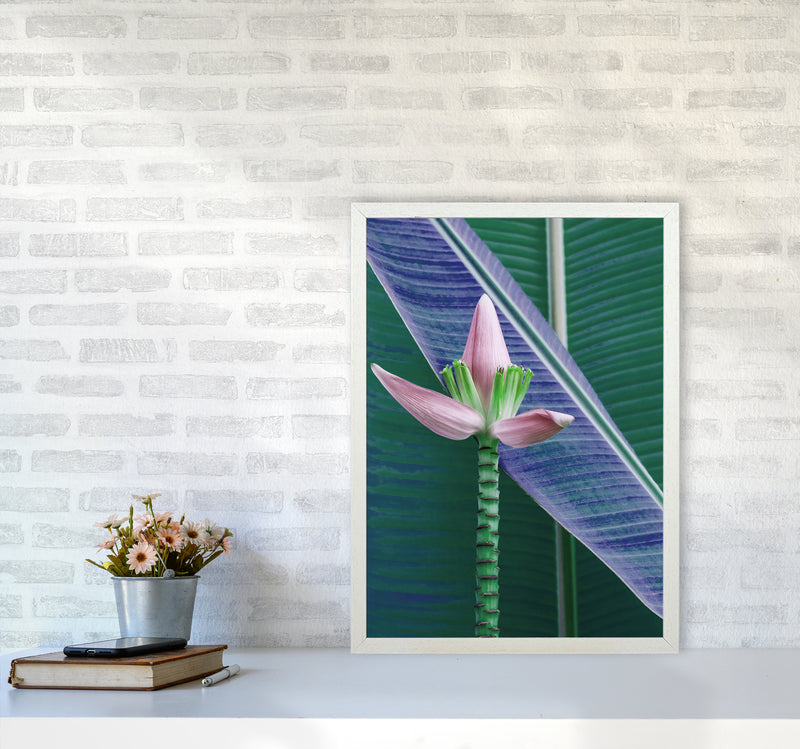 The Banana Flower Art Print by Seven Trees Design A2 Oak Frame
