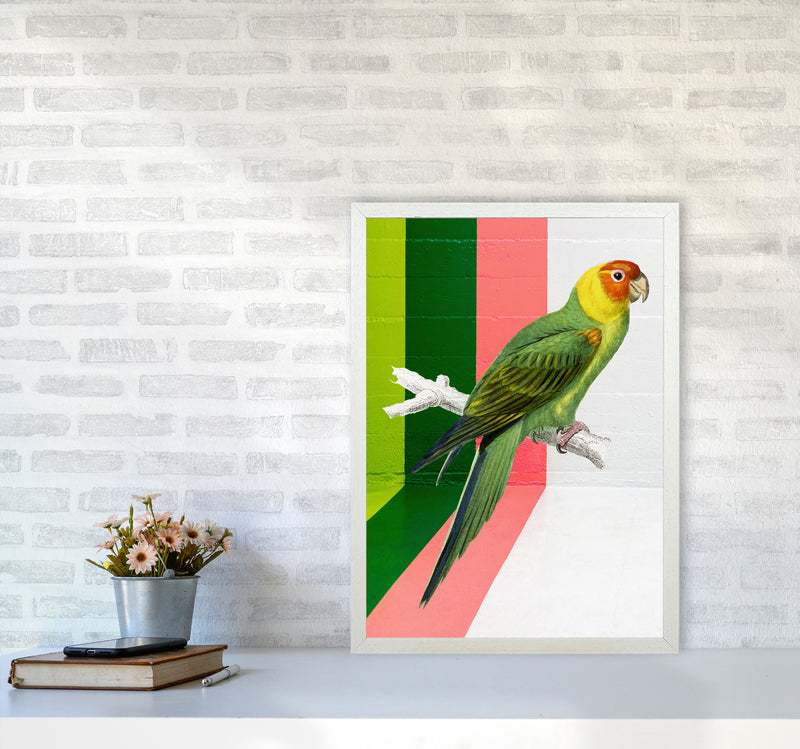 Graffiti Bird Art Print by Seven Trees Design A2 Oak Frame