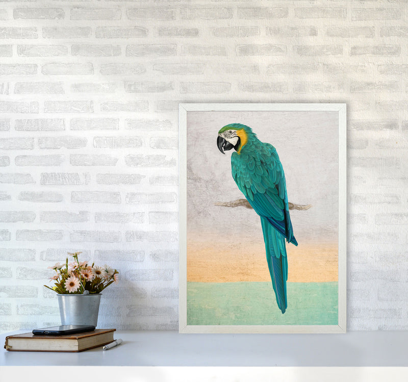 Graffiti Macaw Art Print by Seven Trees Design A2 Oak Frame
