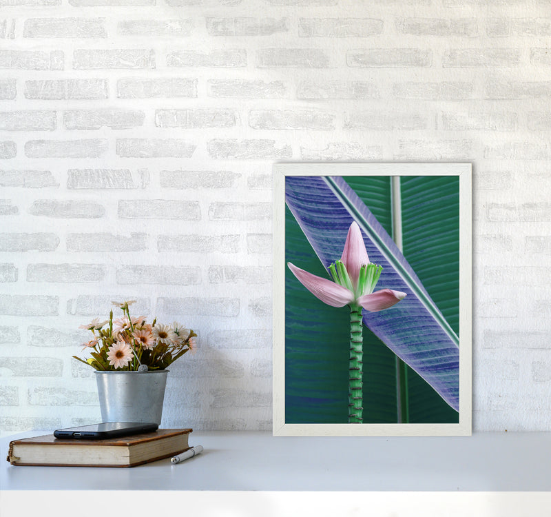 The Banana Flower Art Print by Seven Trees Design A3 Oak Frame