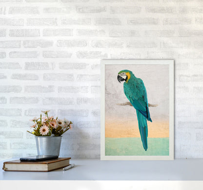 Graffiti Macaw Art Print by Seven Trees Design A3 Oak Frame