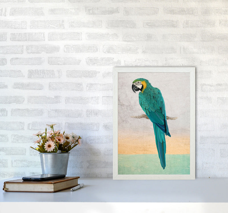 Graffiti Macaw Art Print by Seven Trees Design A3 Oak Frame