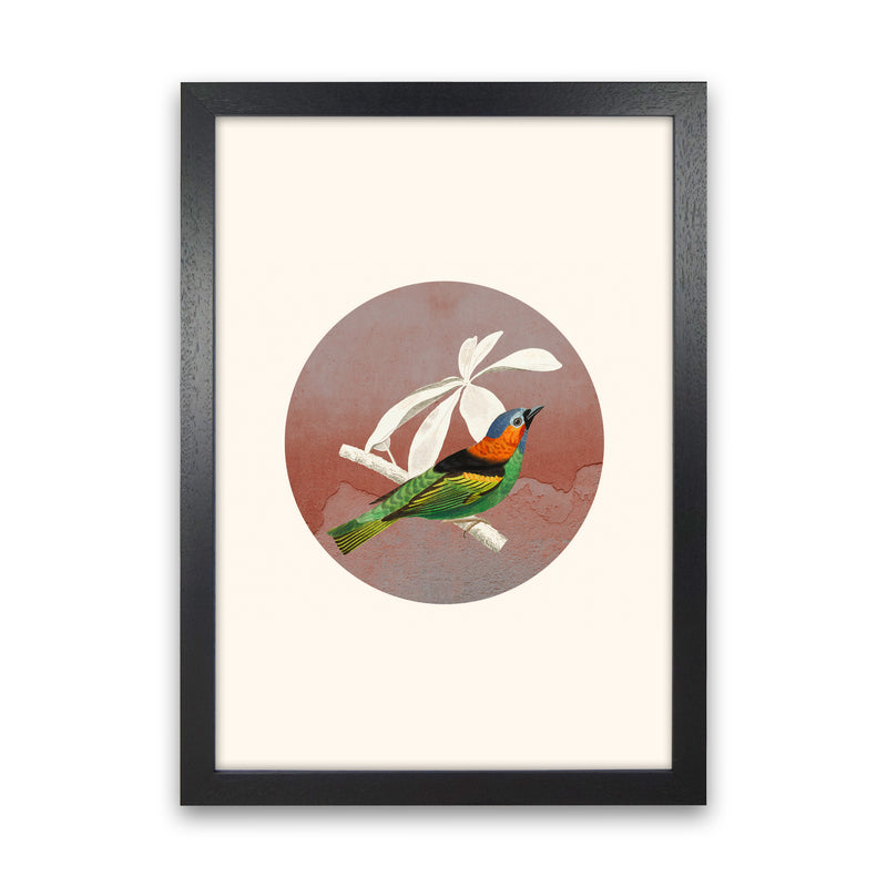 Bird Collage II Art Print by Seven Trees Design Black Grain
