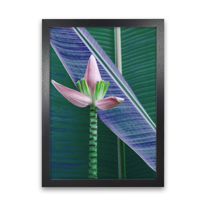 The Banana Flower Art Print by Seven Trees Design Black Grain