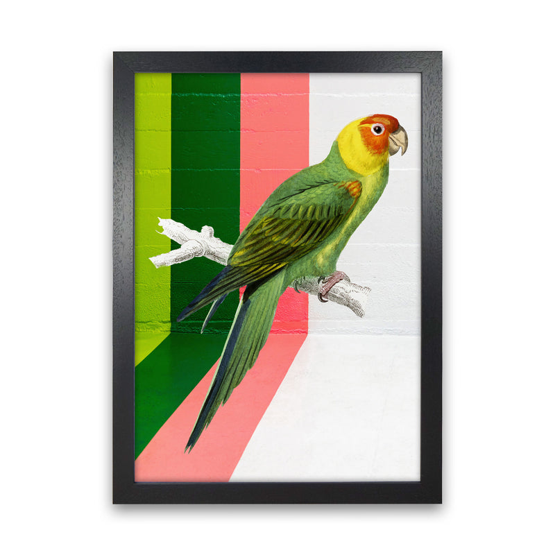 Graffiti Bird Art Print by Seven Trees Design Black Grain