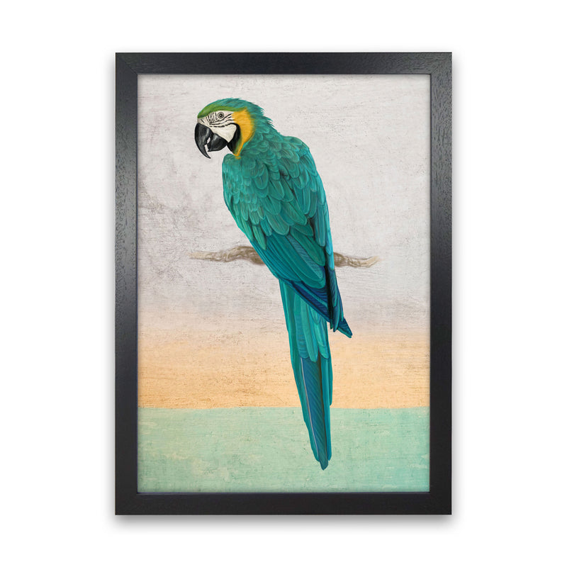 Graffiti Macaw Art Print by Seven Trees Design Black Grain