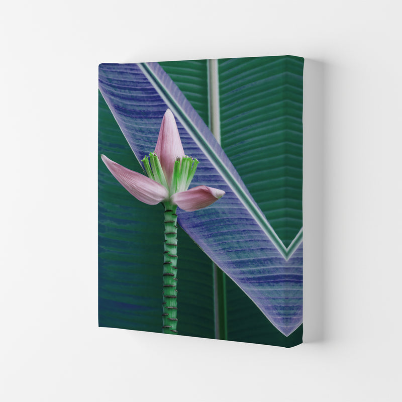 The Banana Flower Art Print by Seven Trees Design Canvas