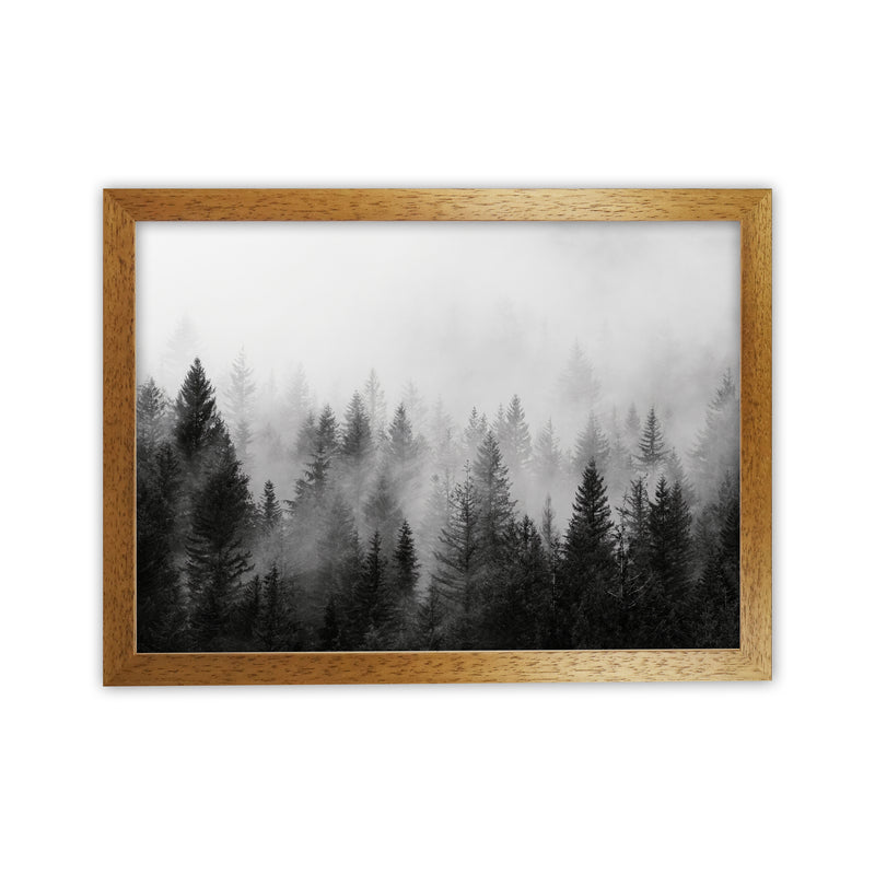 B&W Forest Photography Art Print by Seven Trees Design Oak Grain