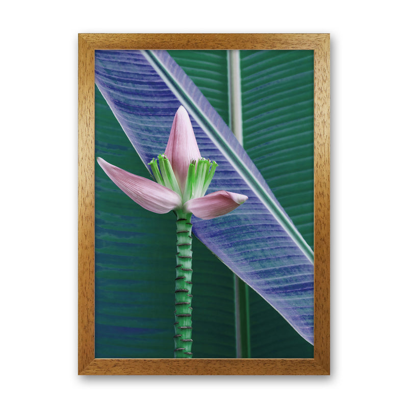 The Banana Flower Art Print by Seven Trees Design Oak Grain
