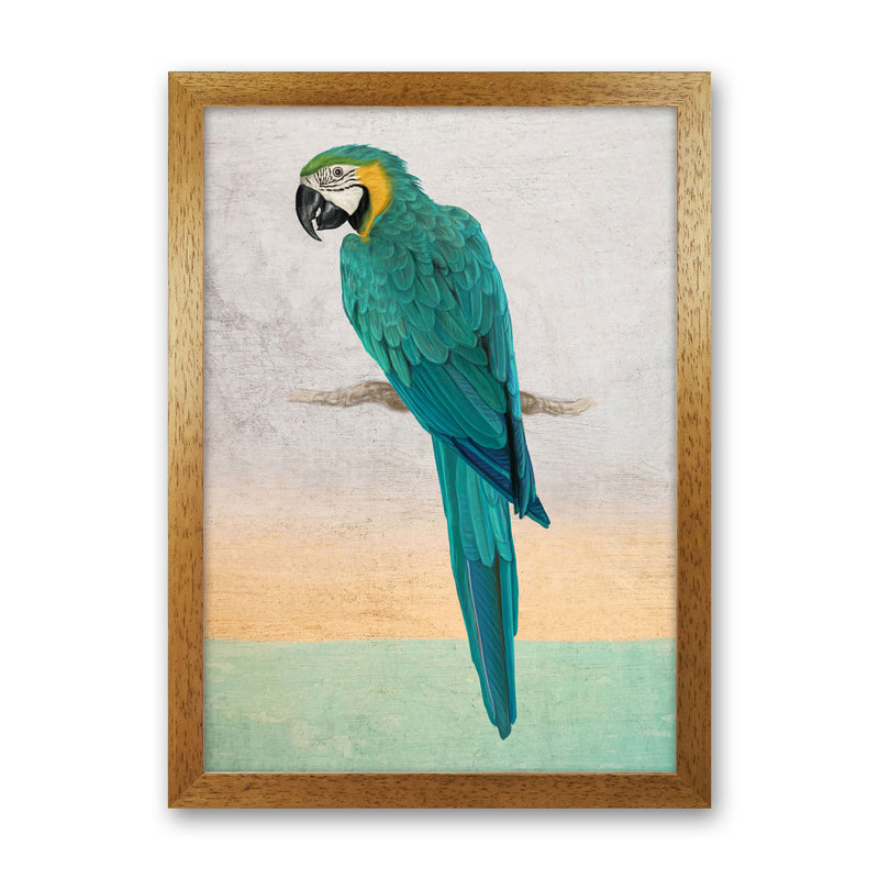 Graffiti Macaw Art Print by Seven Trees Design Oak Grain