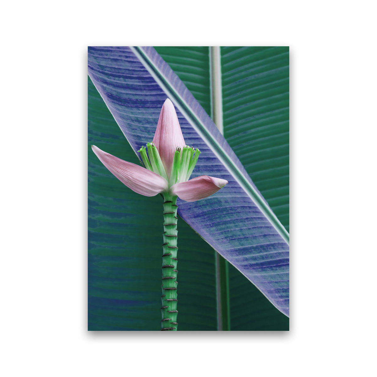 The Banana Flower Art Print by Seven Trees Design Print Only