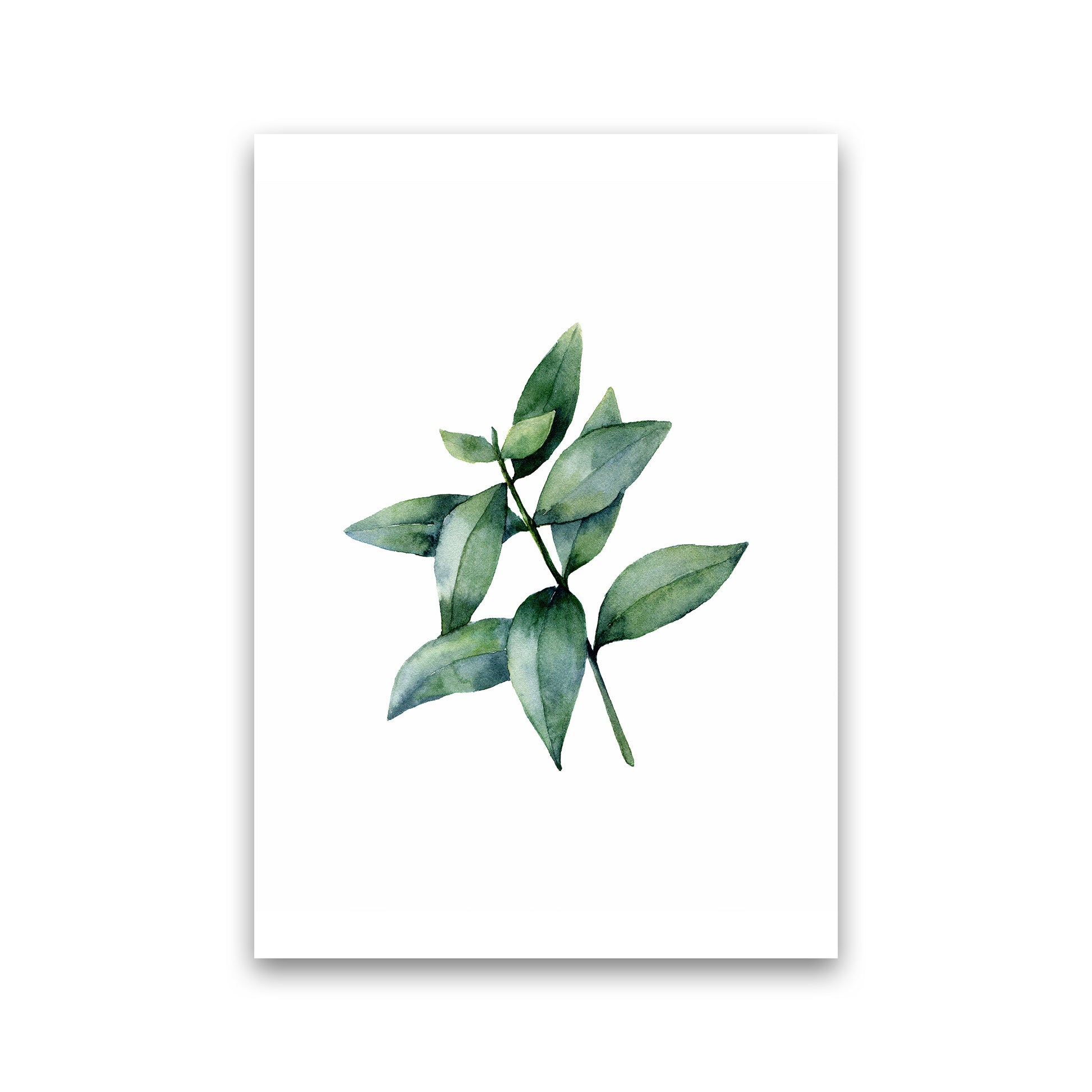 Watercolor Eucalyptus III Art Print by Seven Trees Design Print Only