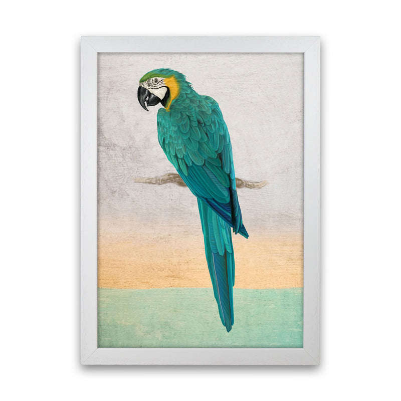Graffiti Macaw Art Print by Seven Trees Design White Grain
