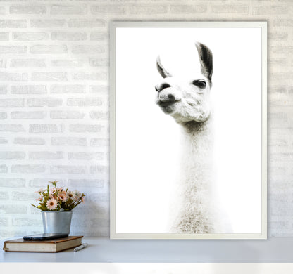 Llama II Photography Print by Victoria Frost A1 Oak Frame