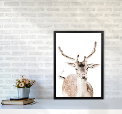 Deer I Photography Print by Victoria Frost A2 White Frame