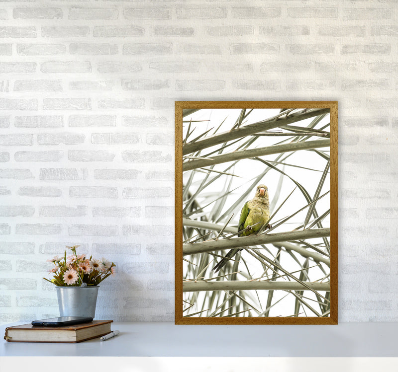 Parrot Photography Print by Victoria Frost A2 Print Only