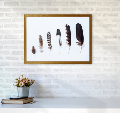 Feathers II Photography Print by Victoria Frost A2 Print Only