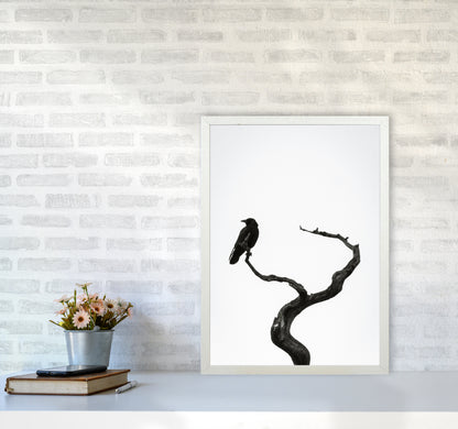 On the look out Photography Print by Victoria Frost A2 Oak Frame