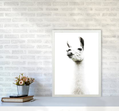 Llama II Photography Print by Victoria Frost A2 Oak Frame