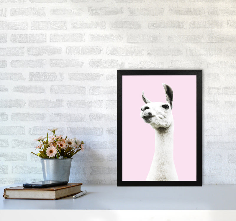 Pink Llama Photography Print by Victoria Frost A3 White Frame