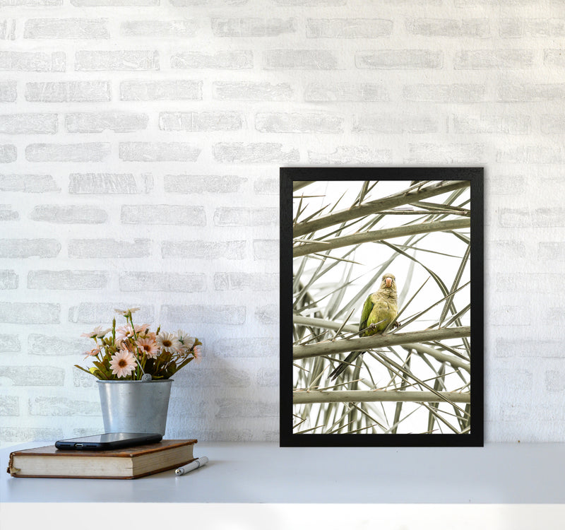 Parrot Photography Print by Victoria Frost A3 White Frame