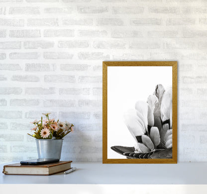 Feathers Photography Print by Victoria Frost A3 Print Only