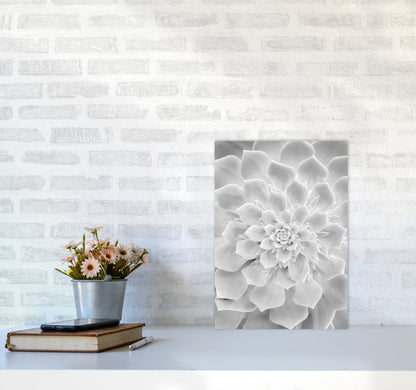 White Succulent Plant Photography Print by Victoria Frost A3 Black Frame