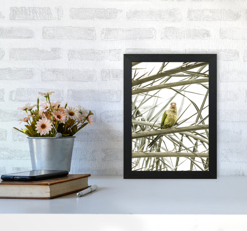 Parrot Photography Print by Victoria Frost A4 White Frame
