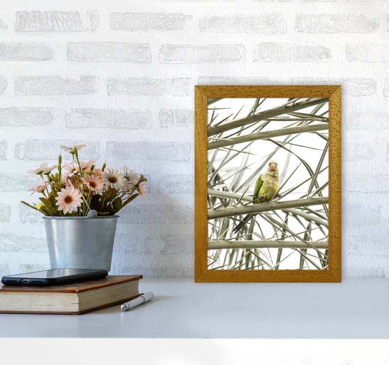 Parrot Photography Print by Victoria Frost A4 Print Only