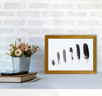 Feathers II Photography Print by Victoria Frost A4 Print Only