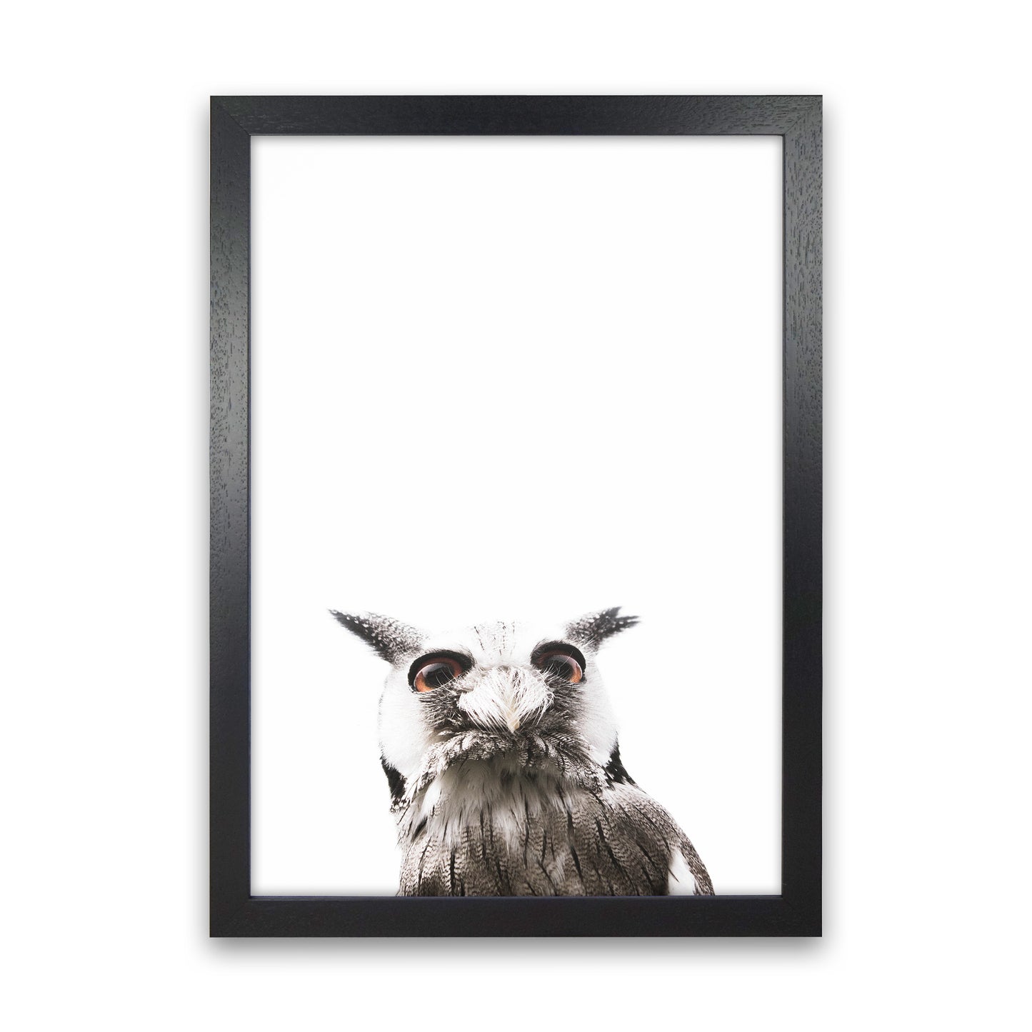Lil Owl Photography Print by Victoria Frost Black Grain