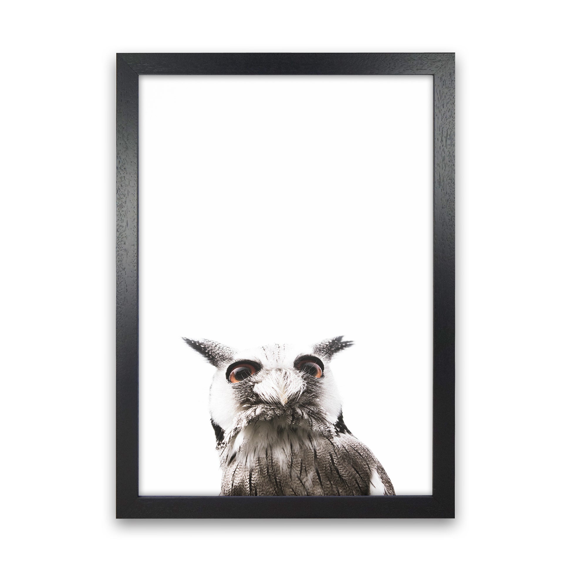 Lil Owl Photography Print by Victoria Frost Black Grain