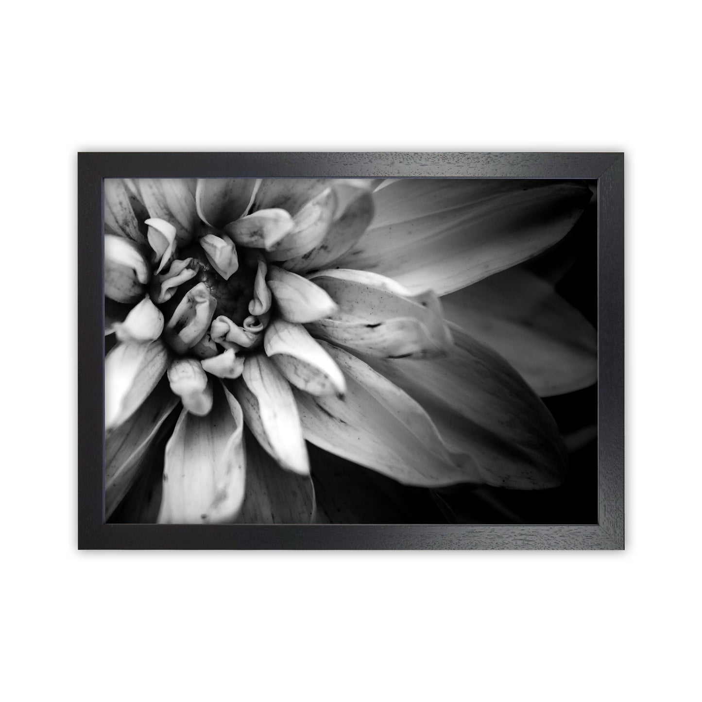 Flower Petals I  Photography Print by Victoria Frost Black Grain