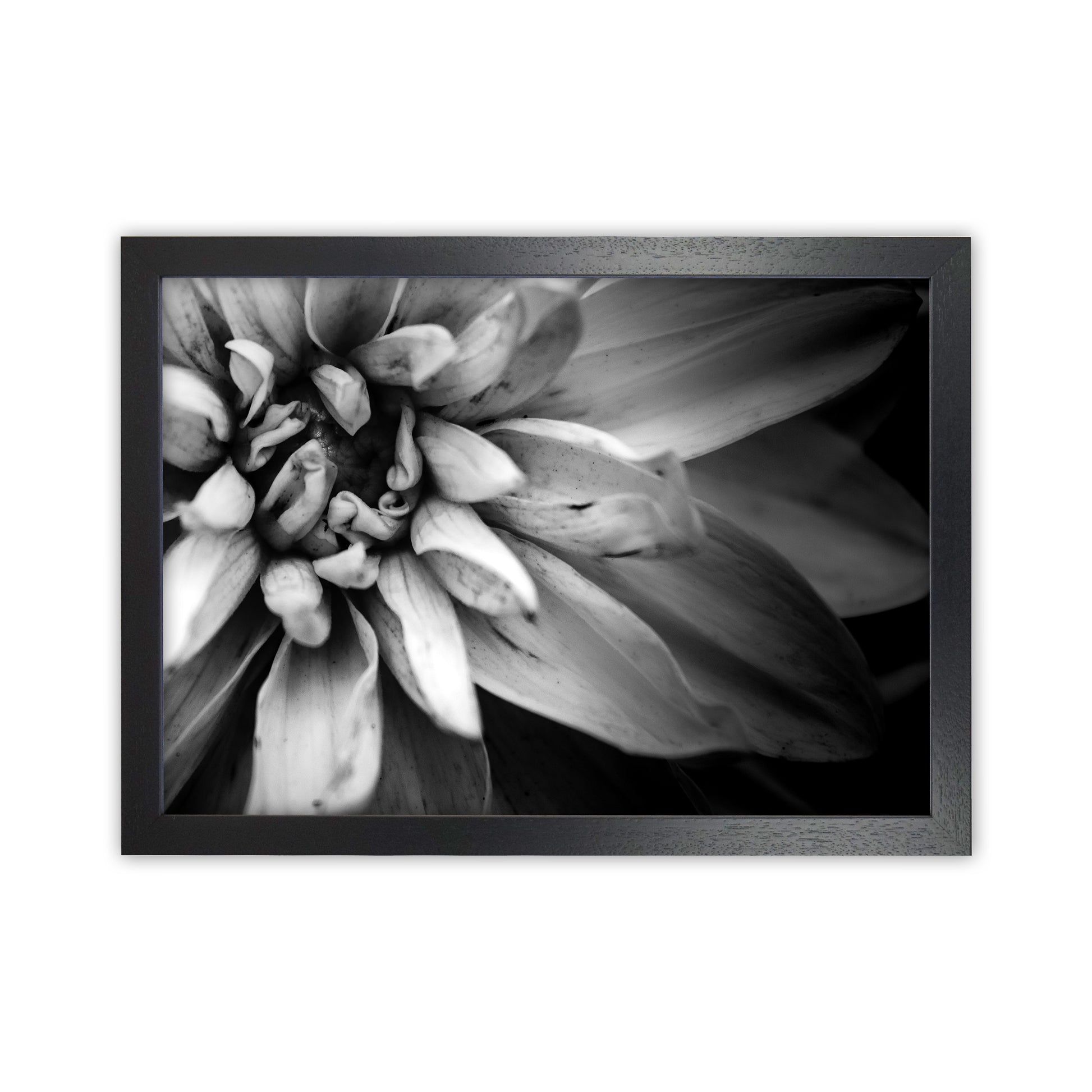 Flower Petals I  Photography Print by Victoria Frost Black Grain