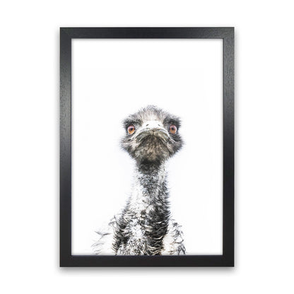 E.M.U Photography Print by Victoria Frost Black Grain
