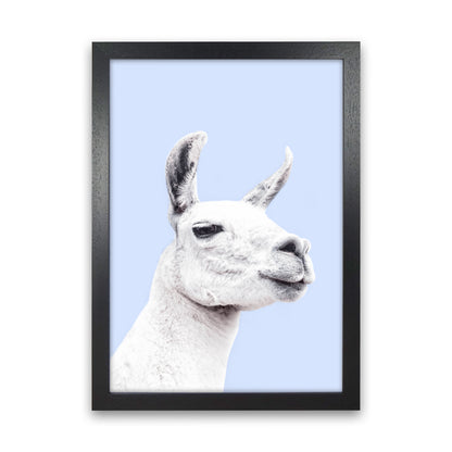 Blue Llama Photography Print by Victoria Frost Black Grain