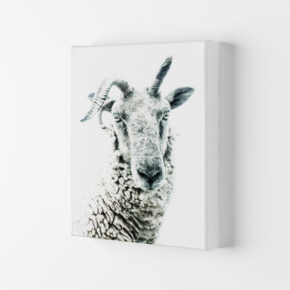 Sheep Photography Print by Victoria Frost Canvas