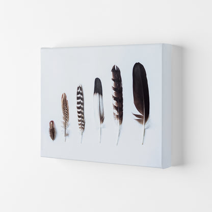 Feathers II Photography Print by Victoria Frost Canvas