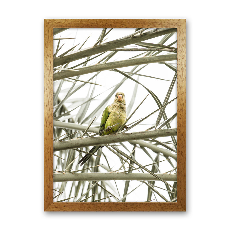 Parrot Photography Print by Victoria Frost Oak Grain