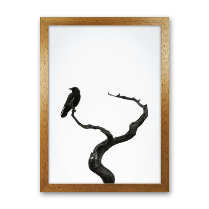On the look out Photography Print by Victoria Frost Oak Grain