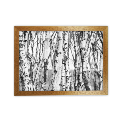 Off the beaten path Photography Print by Victoria Frost Oak Grain
