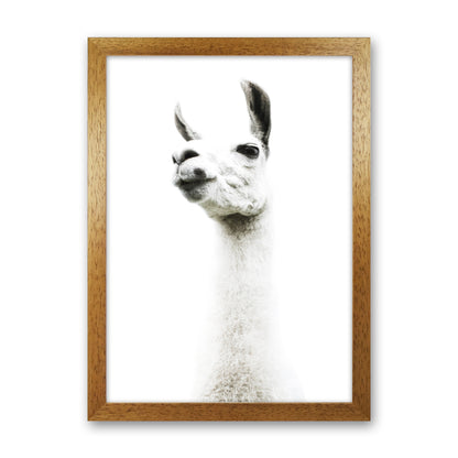 Llama II Photography Print by Victoria Frost Oak Grain