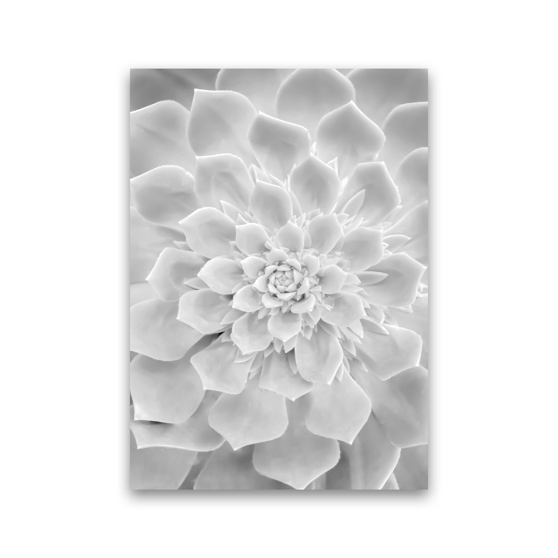 White Succulent Plant Photography Print by Victoria Frost Print Only