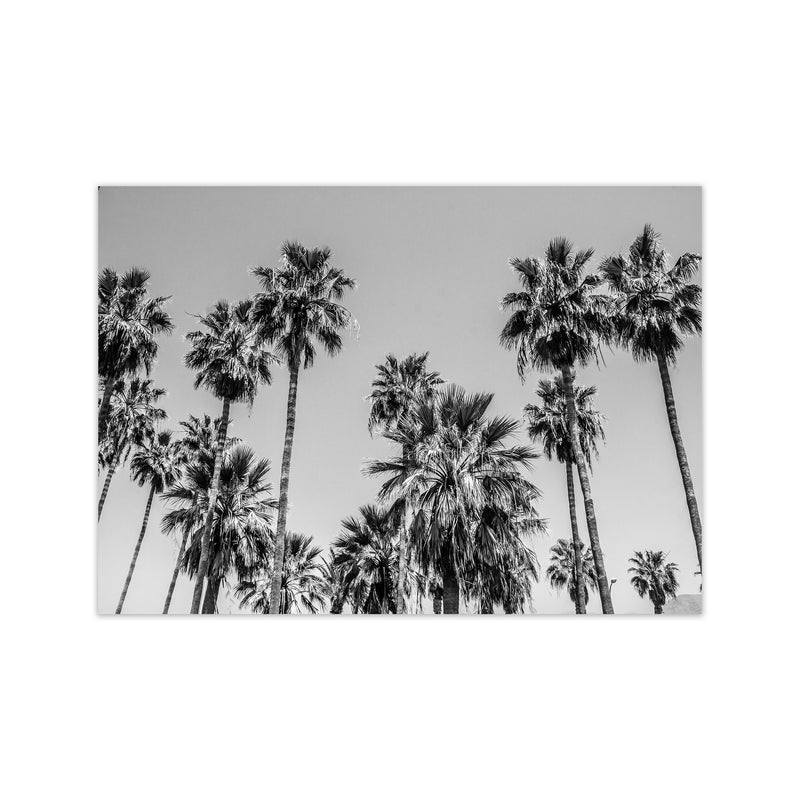 Sabal palmetto I Palm Trees Photography Print by Victoria Frost Print Only