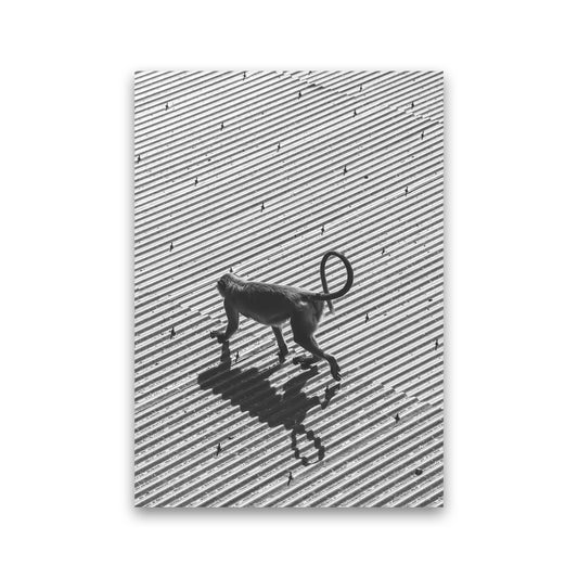 Monkey Buisness Photography Print by Victoria Frost Print Only