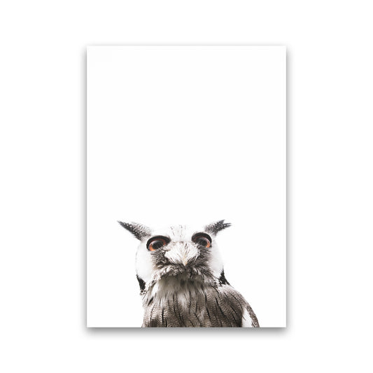 Lil Owl Photography Print by Victoria Frost Print Only