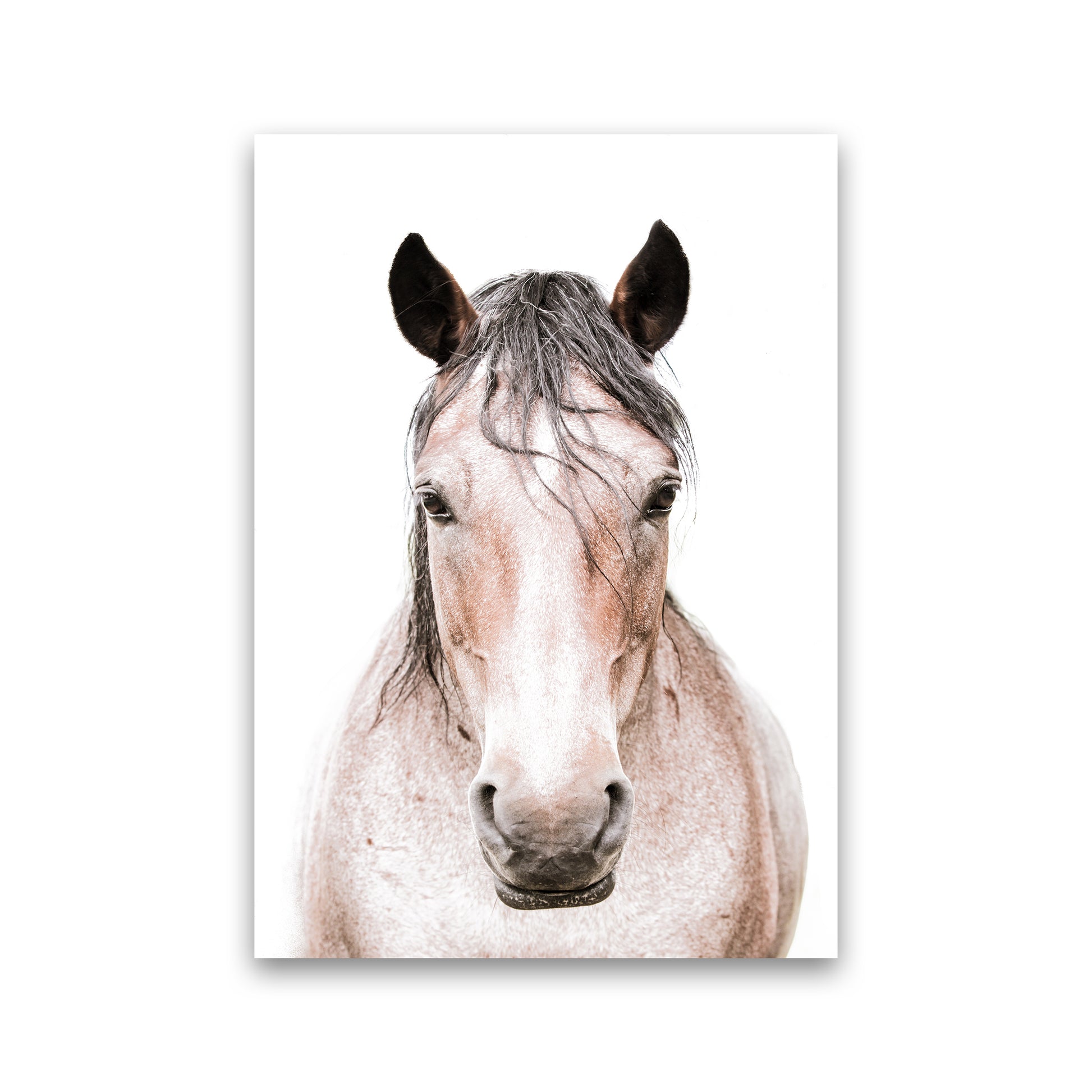 Horse Photography Print by Victoria Frost Print Only