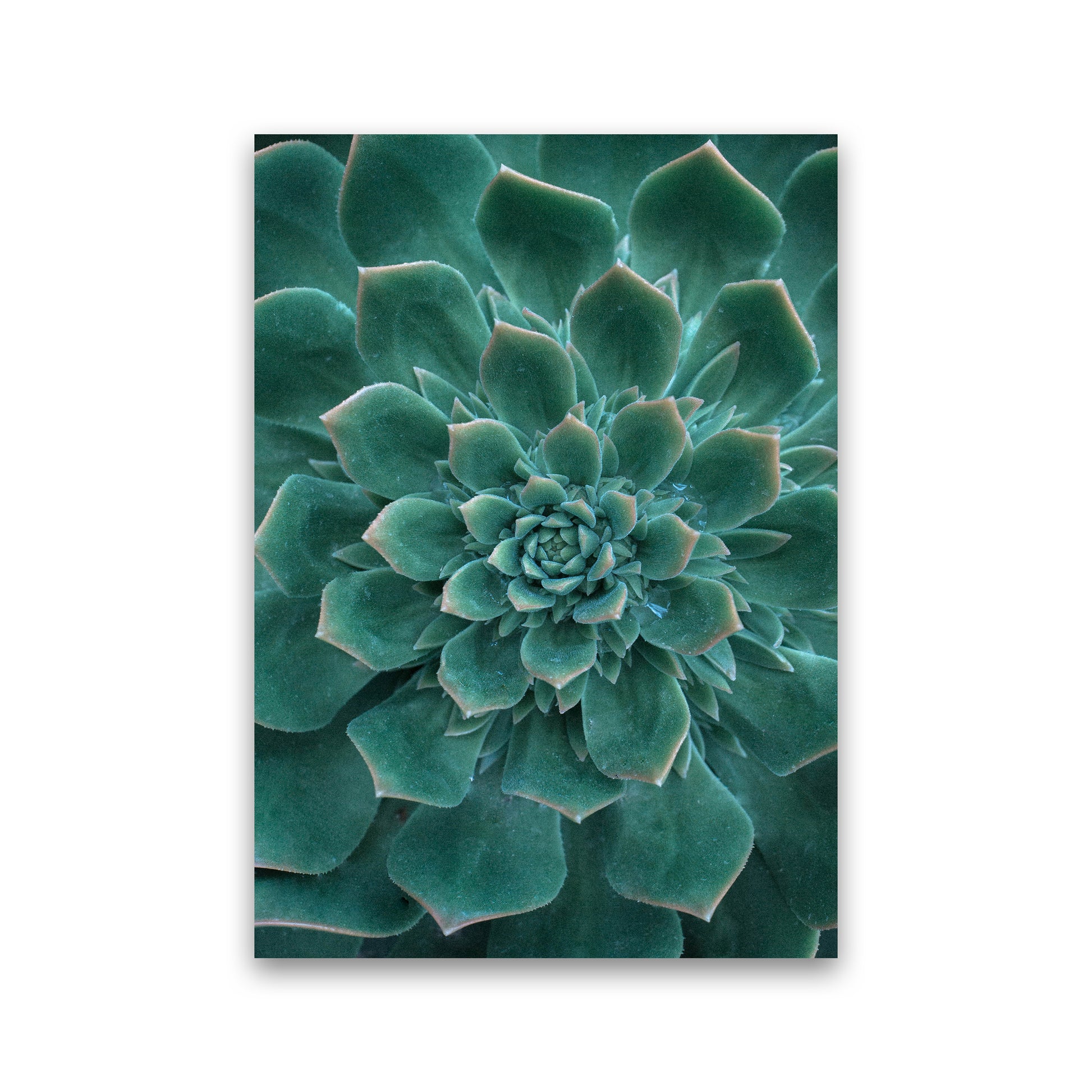 Green Succulent Plant Photography Print by Victoria Frost Print Only