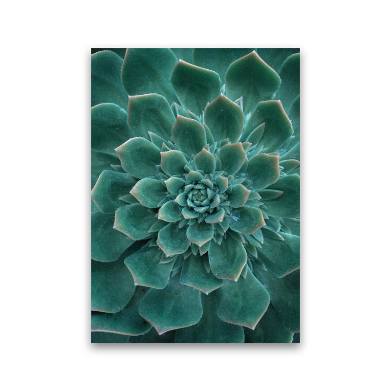Green Succulent Plant Photography Print by Victoria Frost Print Only